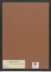Surirella mississipica Ehr. (de-Toni-Nr.: Genus 53, Species 2224) Zeichnungen Sammlung Grunow Mappe 02449 (Herbarium_W_Grunow_drawings_Folder_02449)